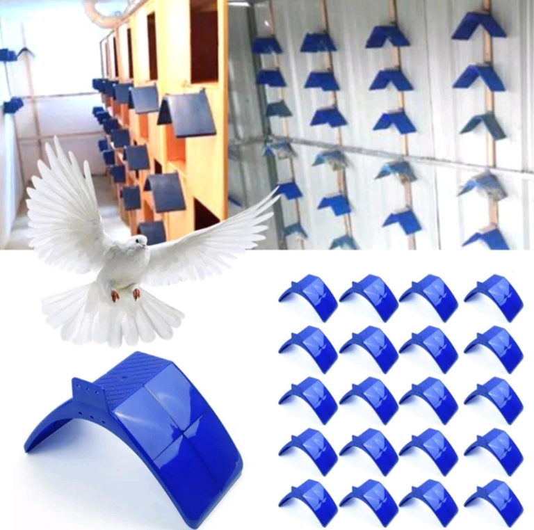 Pigeon x 6 Plastic Perces