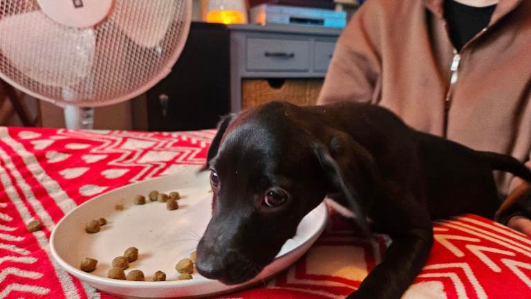 4 small pups ready to leave