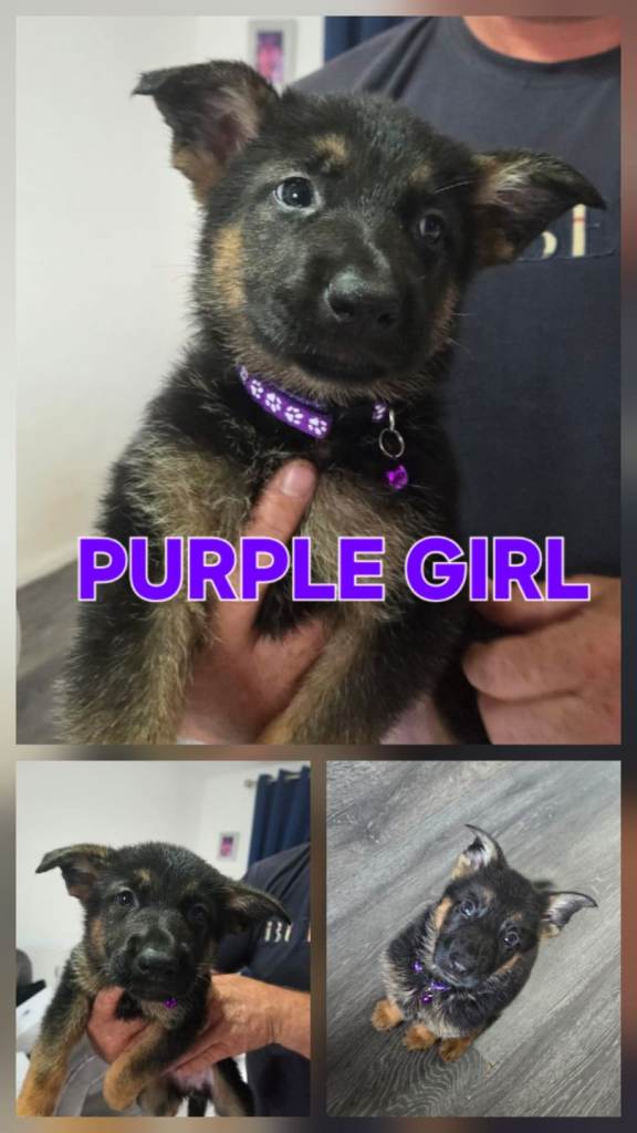 German shepherd puppys