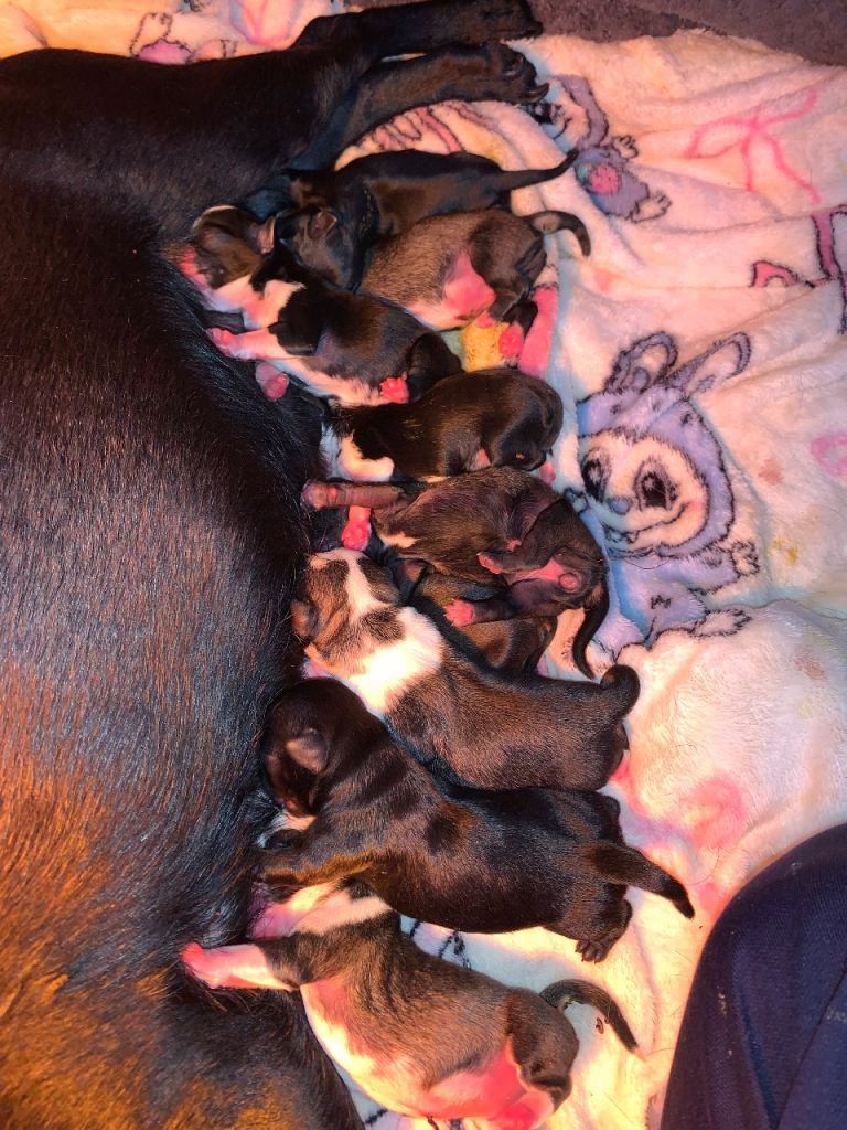Panda pugs outstanding litter 