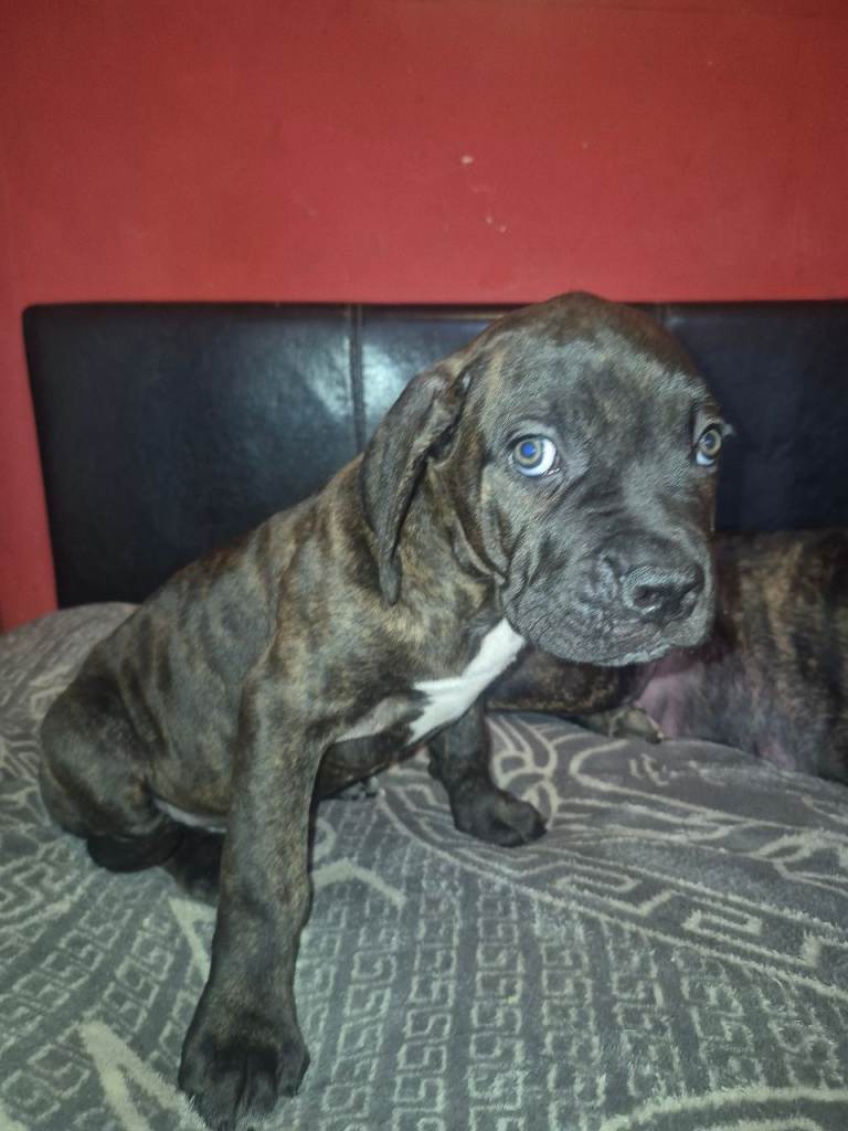Beautiful puppy Cane corso