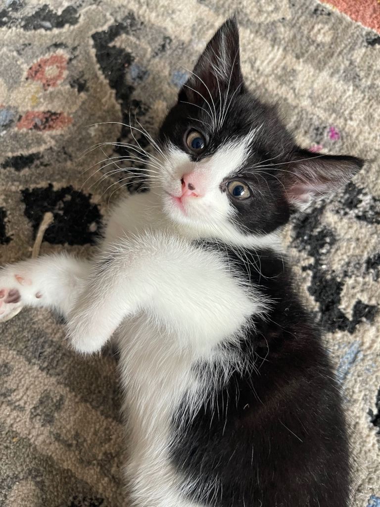 Lovely and beautiful kittens for sale