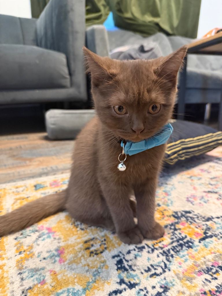Beautiful Chocolate British Shorthair Kitten – Boy for Sale 🐾