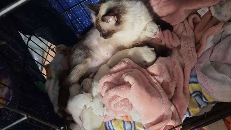 Ragdoll 😸 kittens.