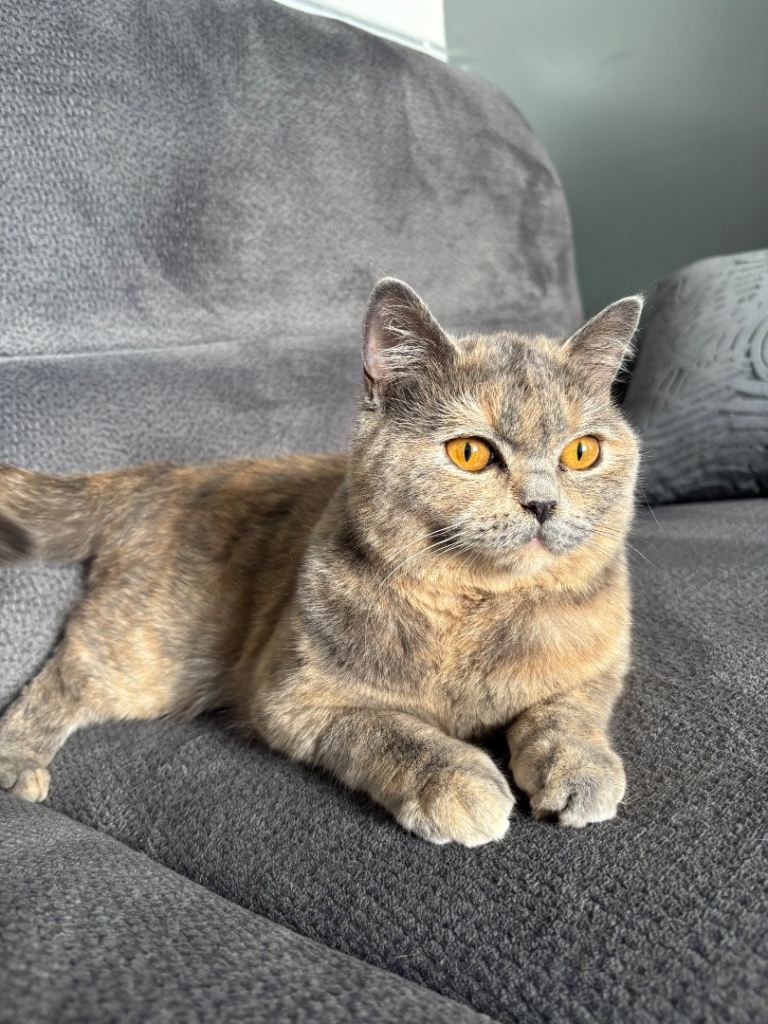 9 month old cat 