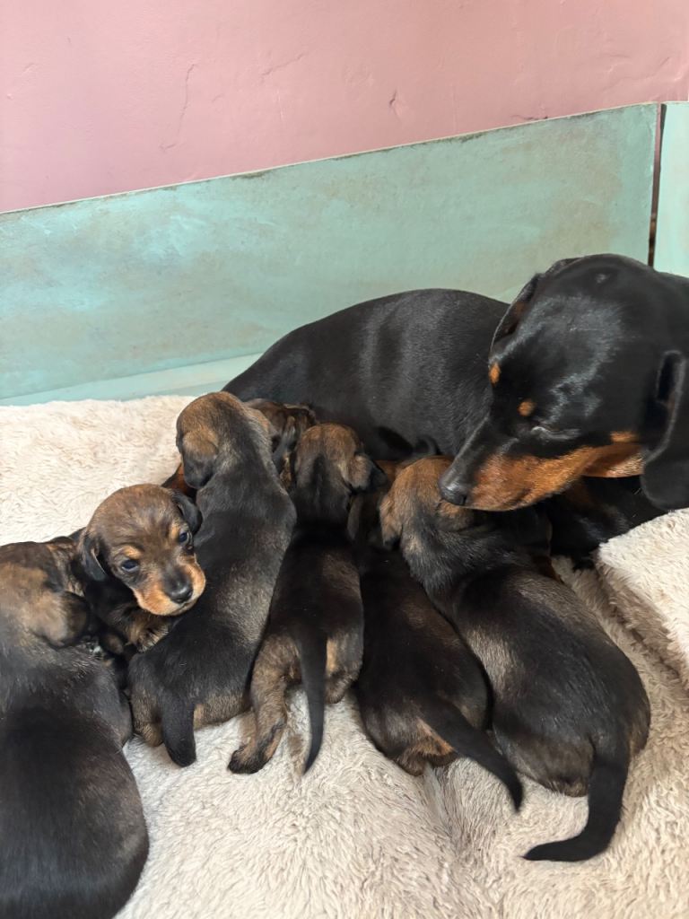 Irresistible dachshund puppies