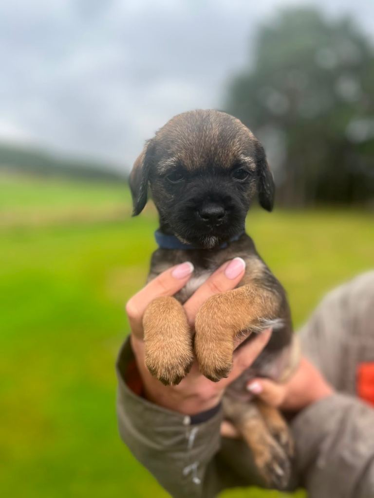 Stunning border terrier puppy (dog)