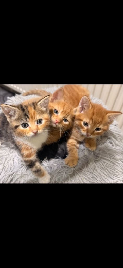 Adorable Ginger kittens