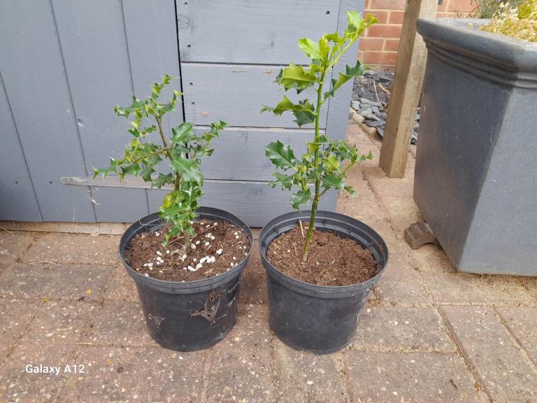 Plant - holly evergreen, 1 left