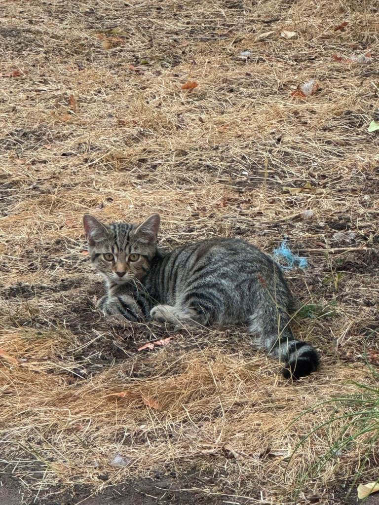 Kittens for rehoming