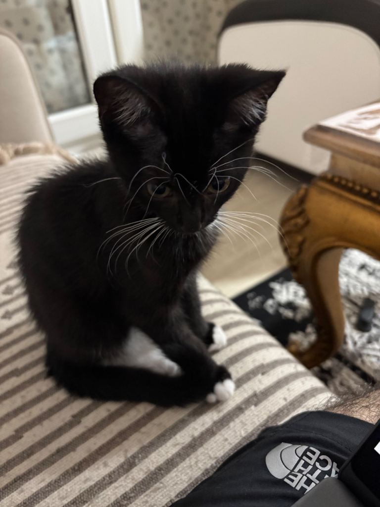 Kitten looking for loving home
