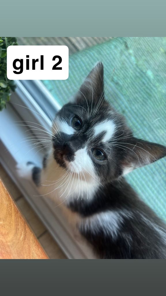 Well-Socialised Kittens – Loving Homes Wanted