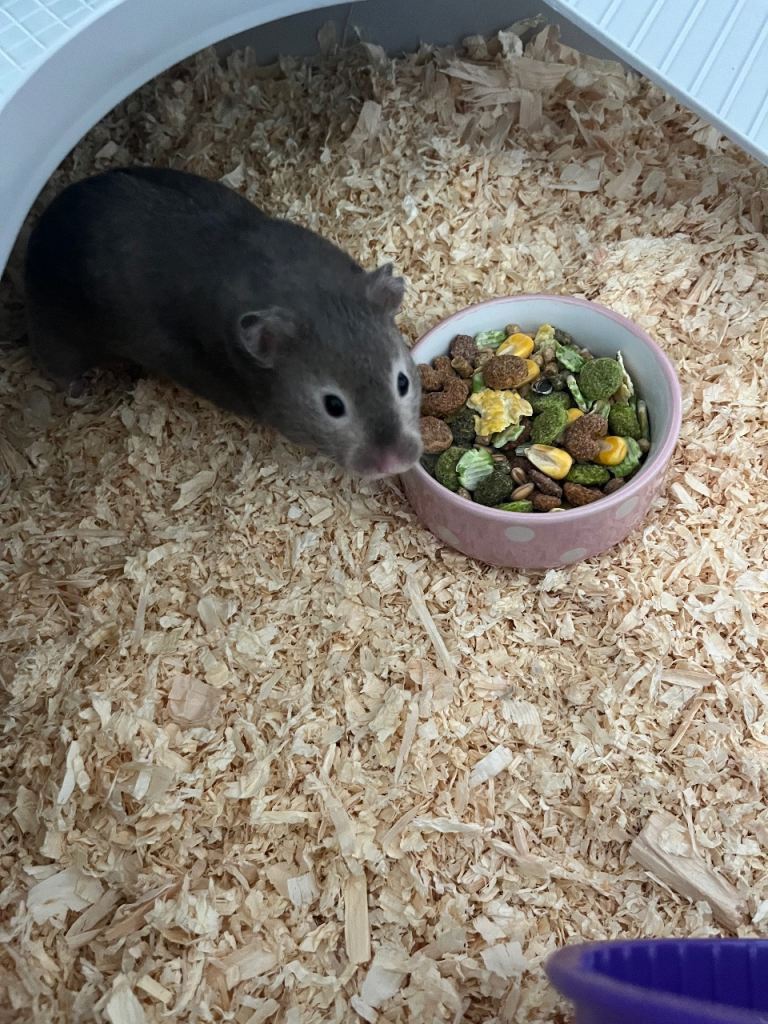 2x hamsters 