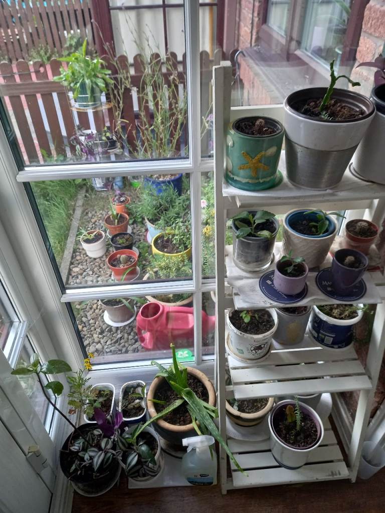 Avocado and other plants