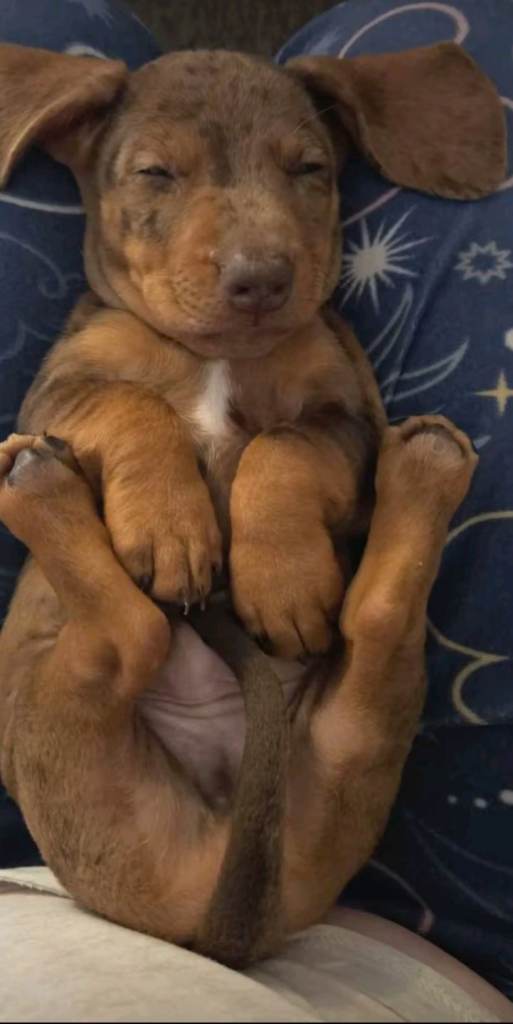 Minature dachshund