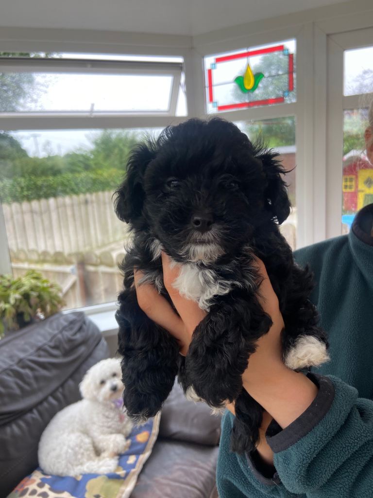 3 female Maltipoo pups