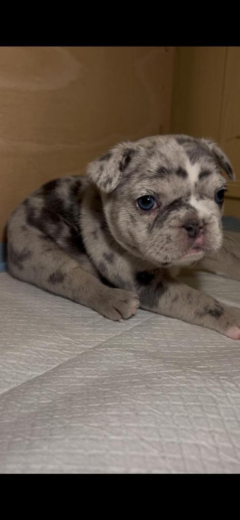 Blue/Tan Merle French Bulldog Puppies
