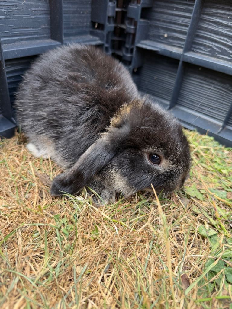 Lop Eared Bunnies For Sale 