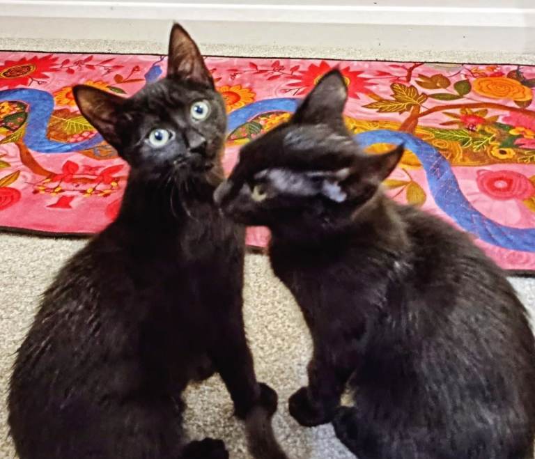Beautiful black kittens 