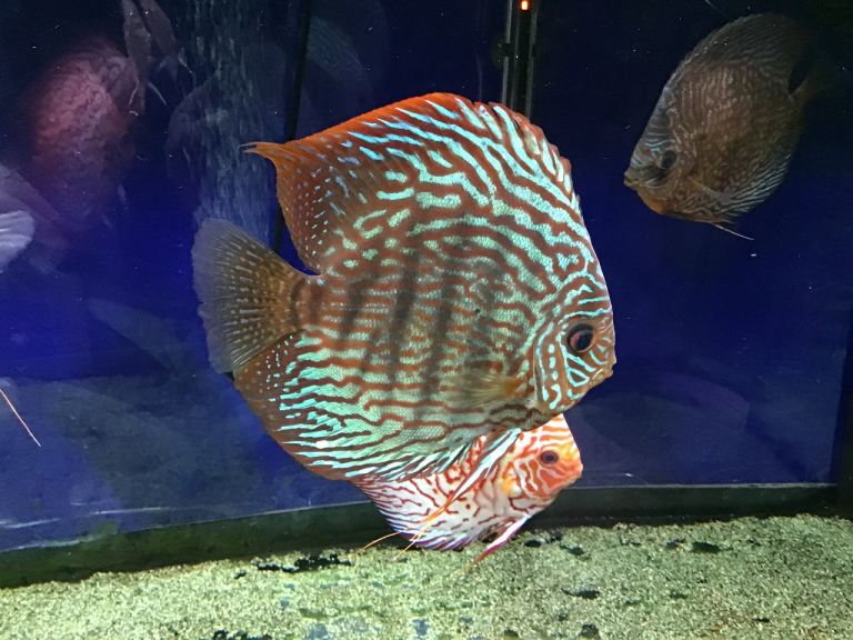 Discus fish