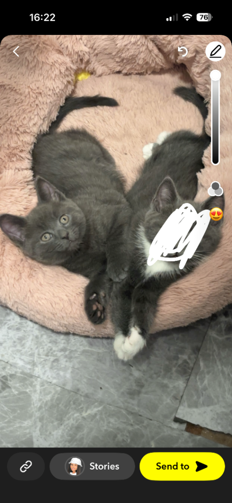 2 boy kittens 