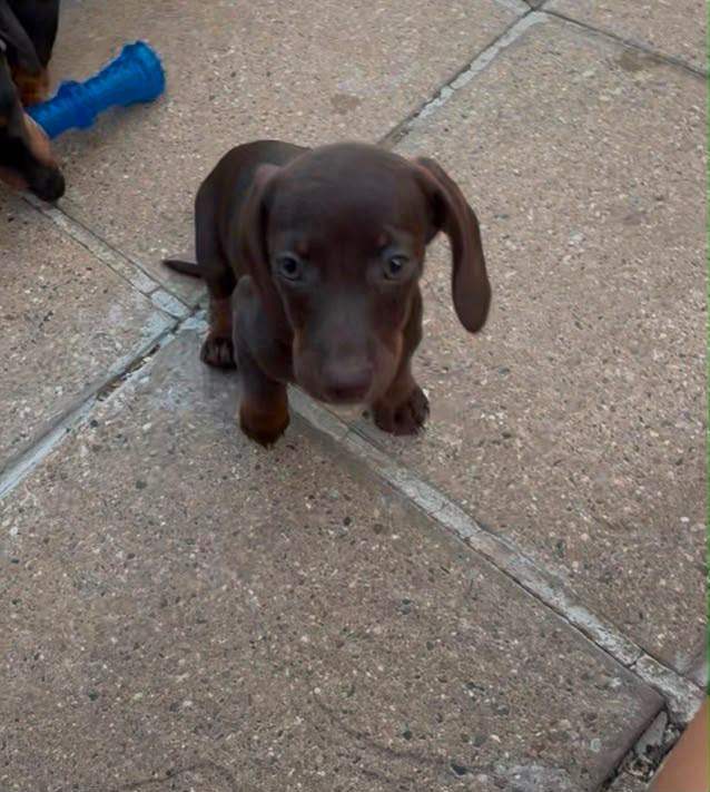 1 gorgeous girl dachshund puppy available now 