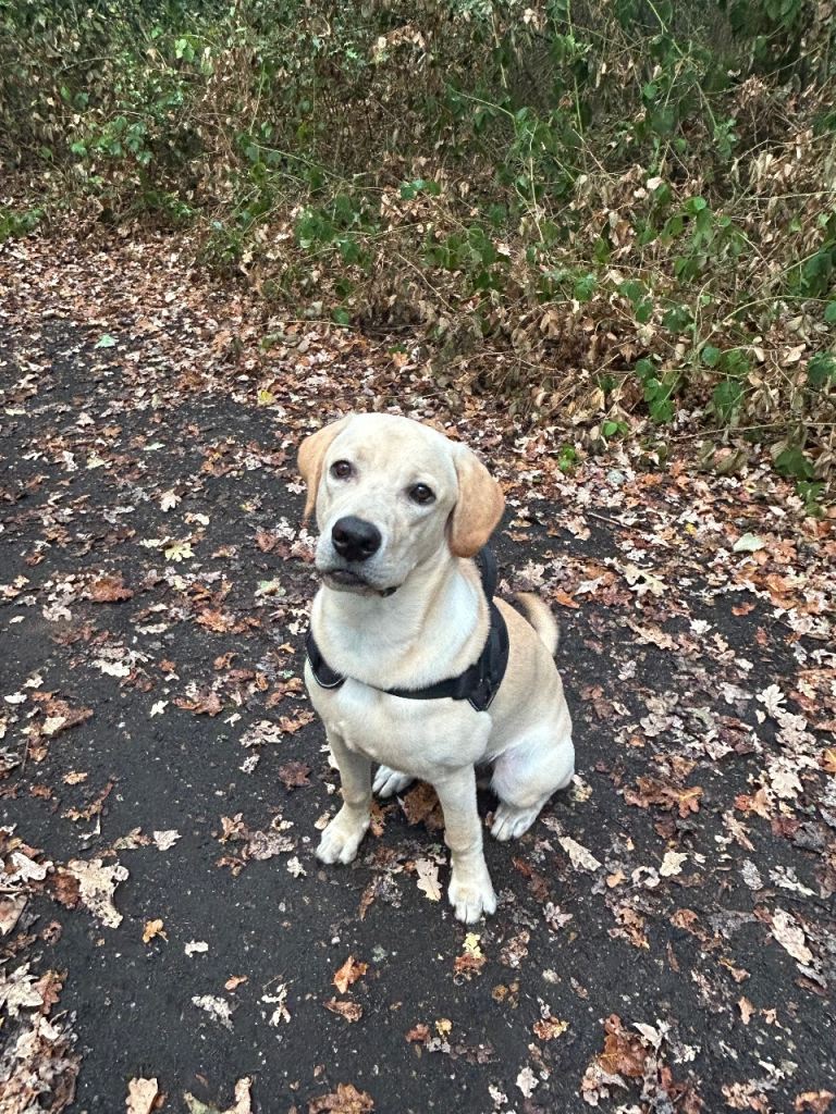 8 month Labrador puppy for rehoming 