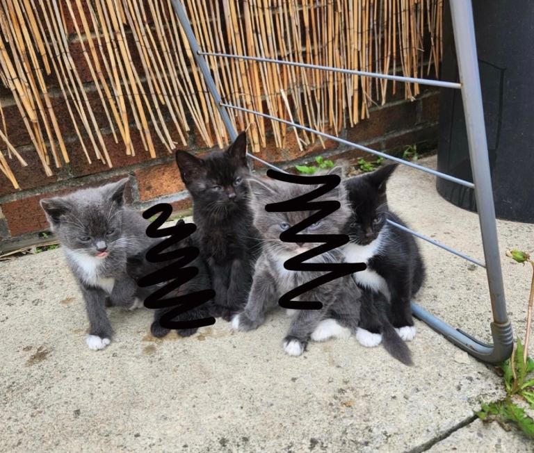 3 Lovely Kittens