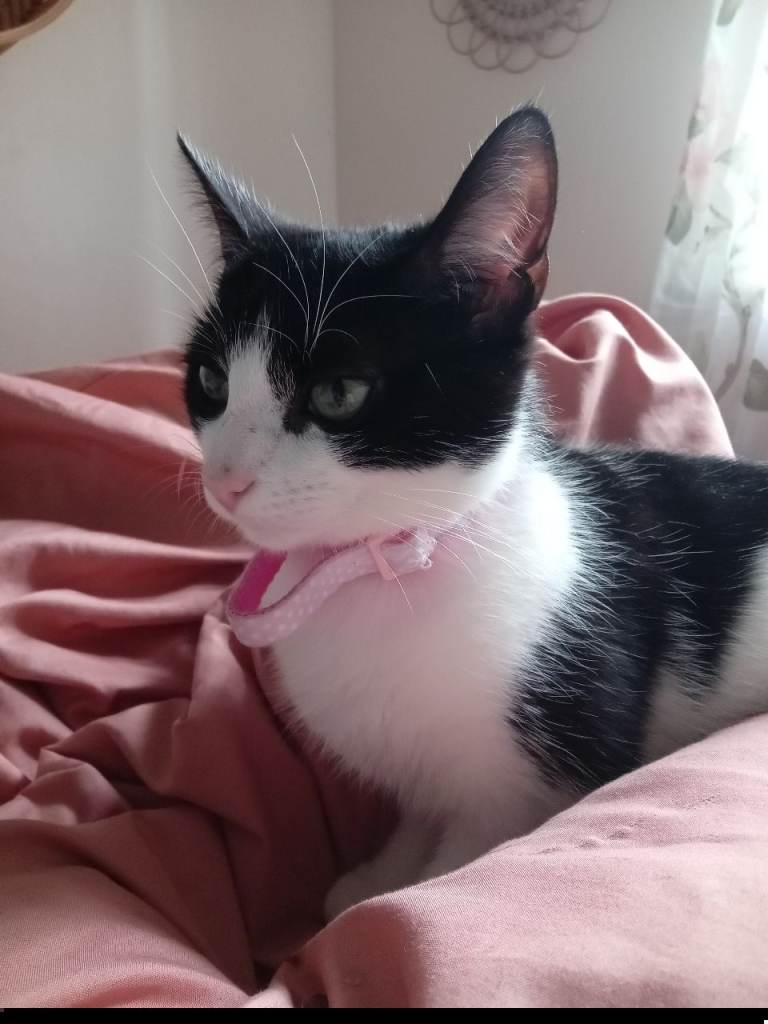 Female cat needs good home