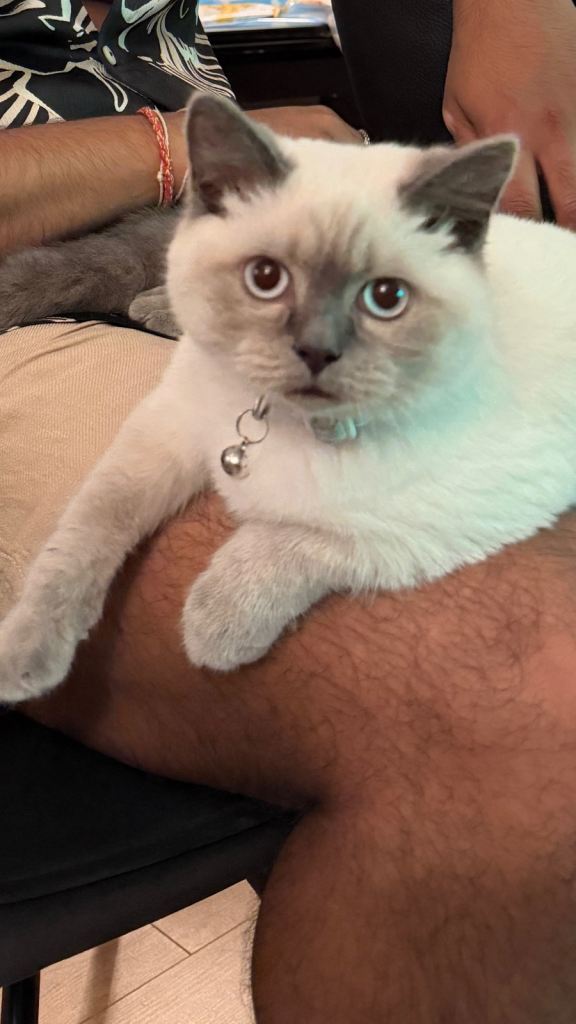 Beautiful 5-Month-Old Male Siamese Kitten – Vaccinated & Microchipped