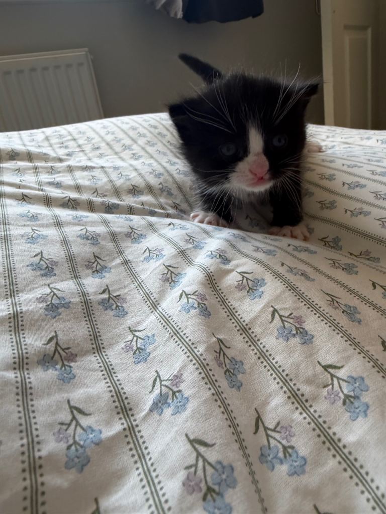 1 male ragdoll cross kitten