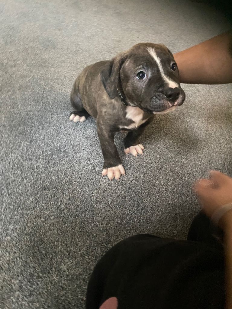 Beautiful Scott American Bulldog x Staffy