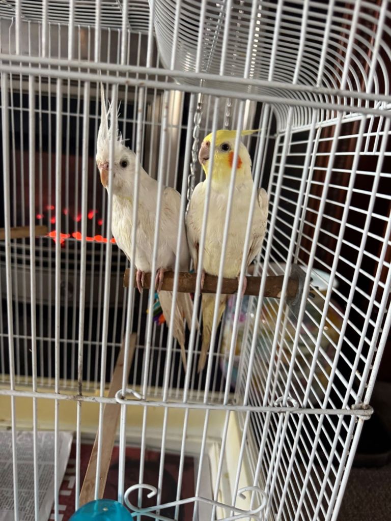 2 x cockatiels and cage 