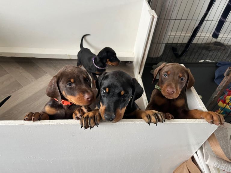 Doberman puppies for sale only 2 boys left 
