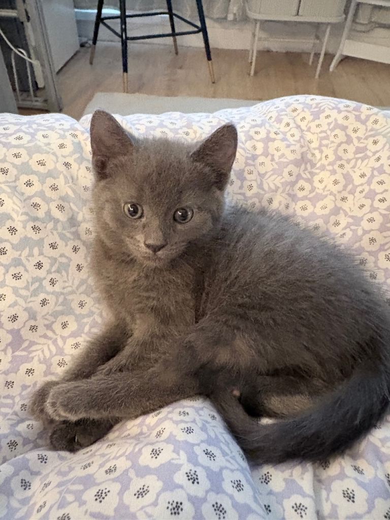 Stunning Blue cross kittens for sale 