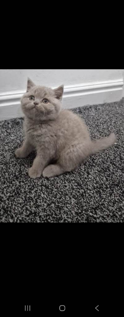 British shorthair male kitten lilac