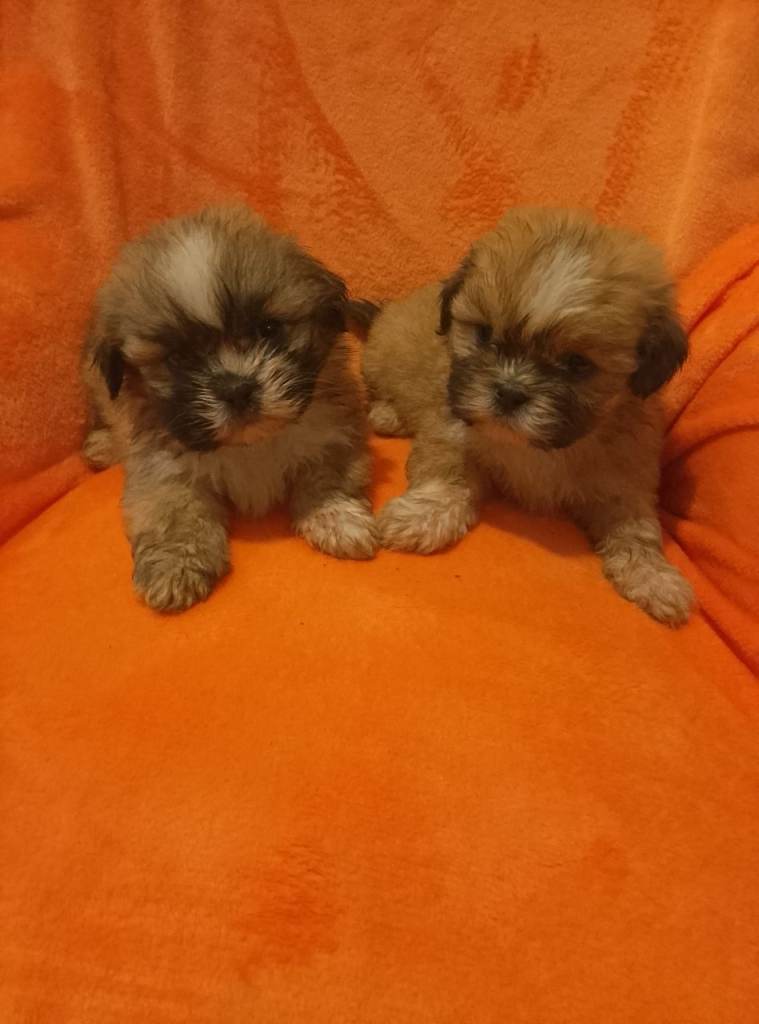 Shih tzu puppies 