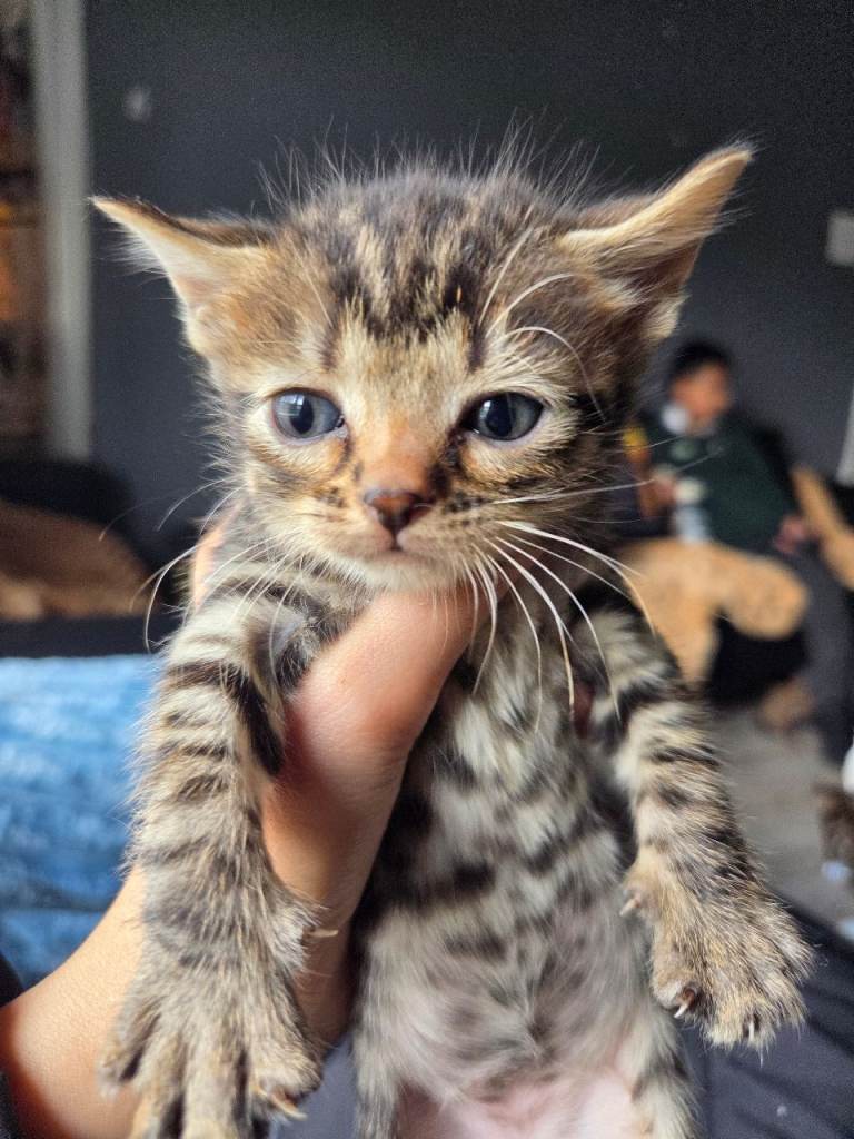 Bengal kitten