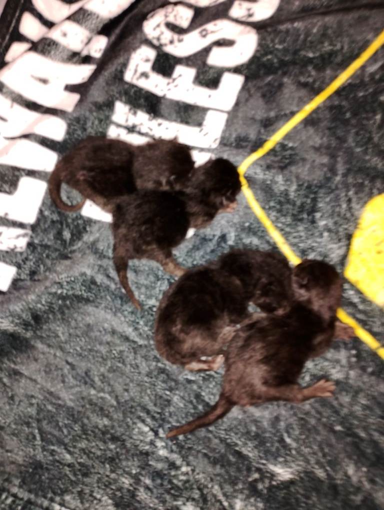 Bombay black Kittens 4 sale 3 boys 1 girl 