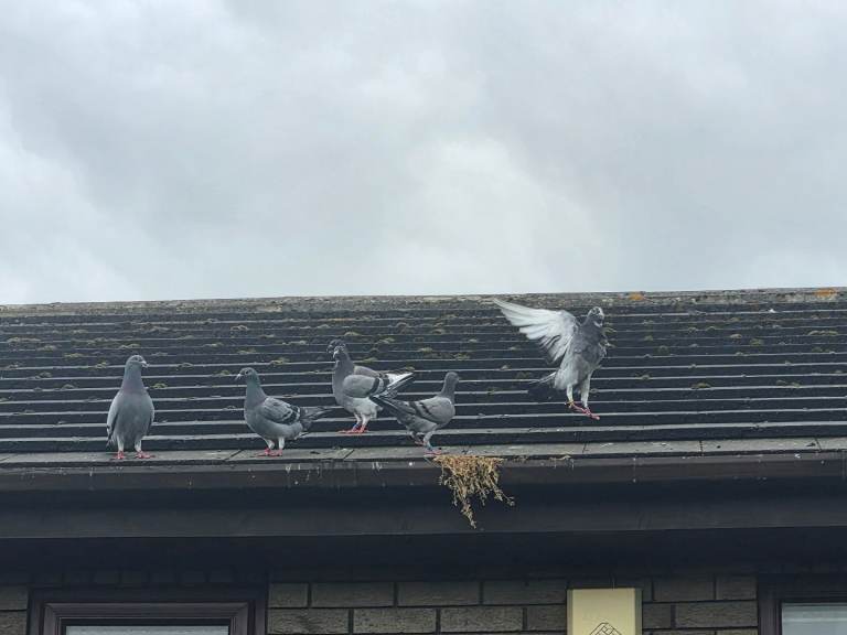 Racing pigeons 