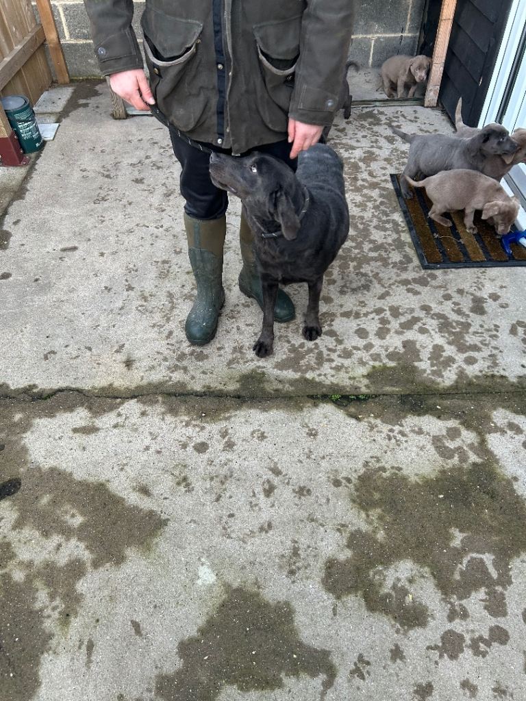 Labrador puppies 