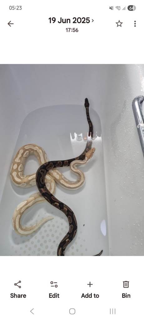 Royal pythons
