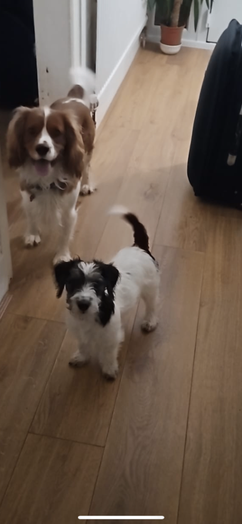 Jackapoo puppy re home 