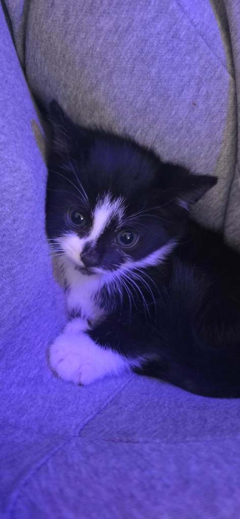 1 Beautiful Kittens 
