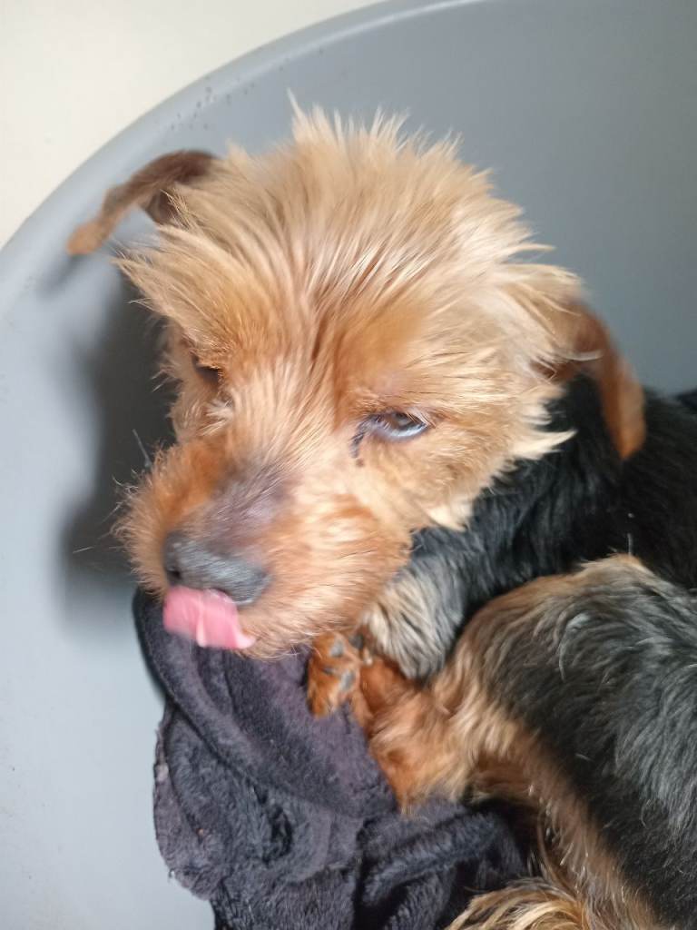 Two Yorkshire Terriers MUST GO TOGETHER