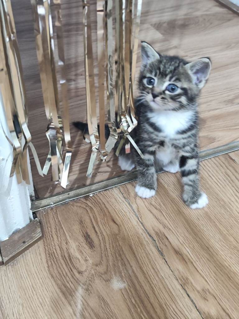 Domestic kittens for sale