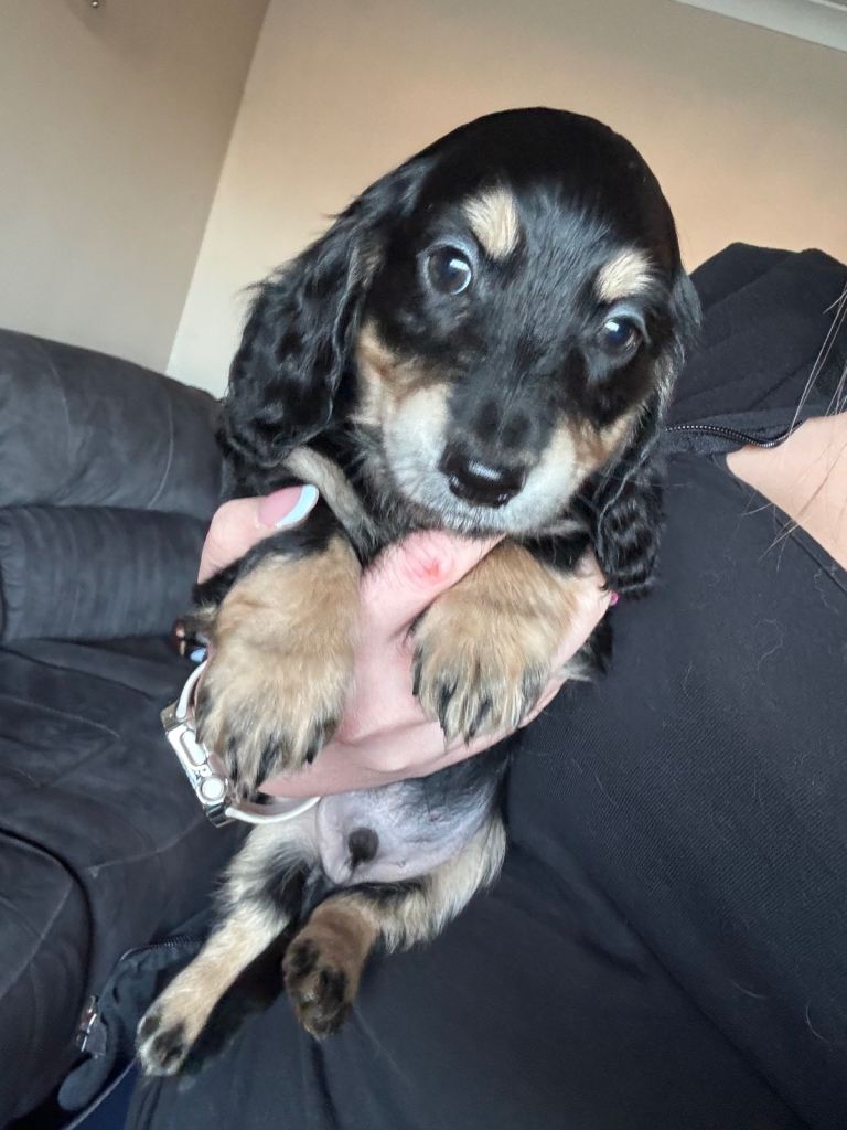 Mini kc reg dachshund puppies