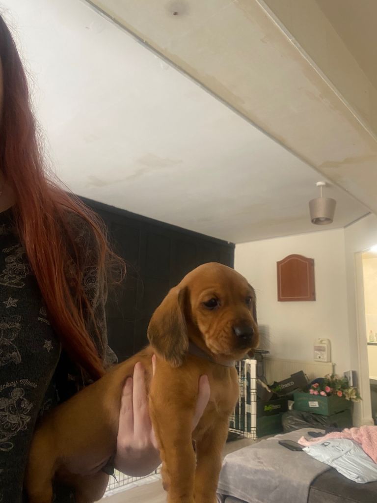 Doxiepoo puppies for sale 