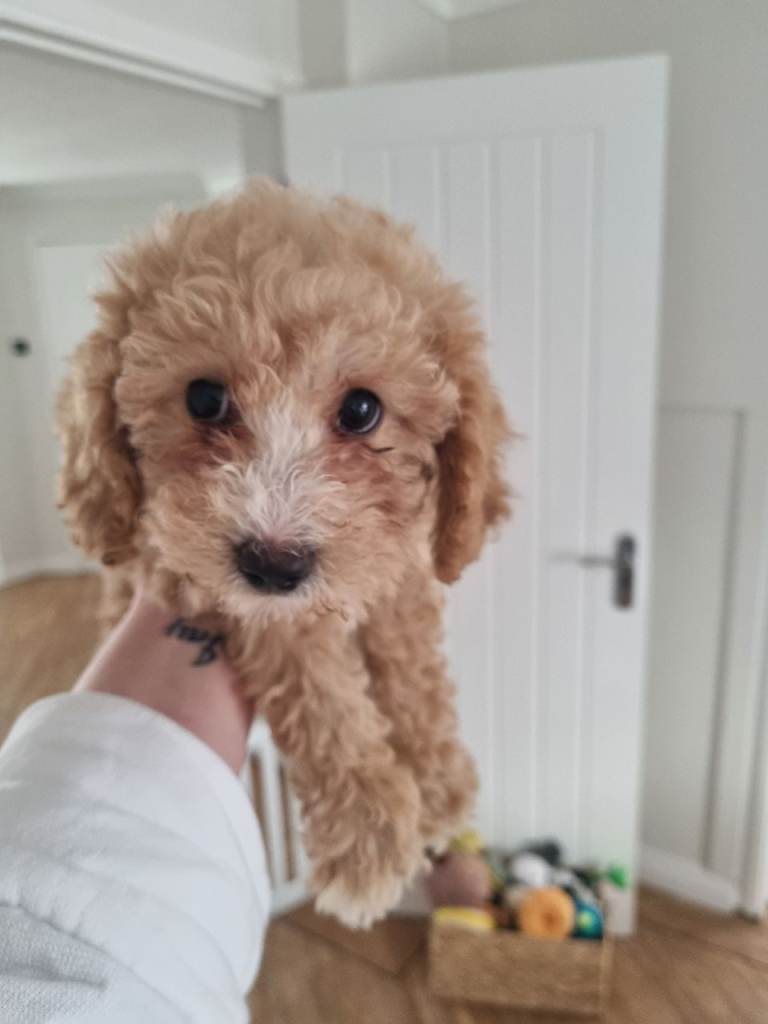 Poochon puppies 