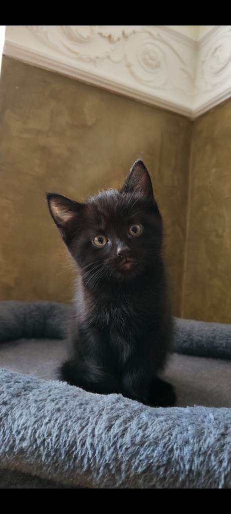 Adorable girl kitten 